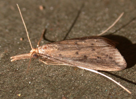 Donacaula maximellus